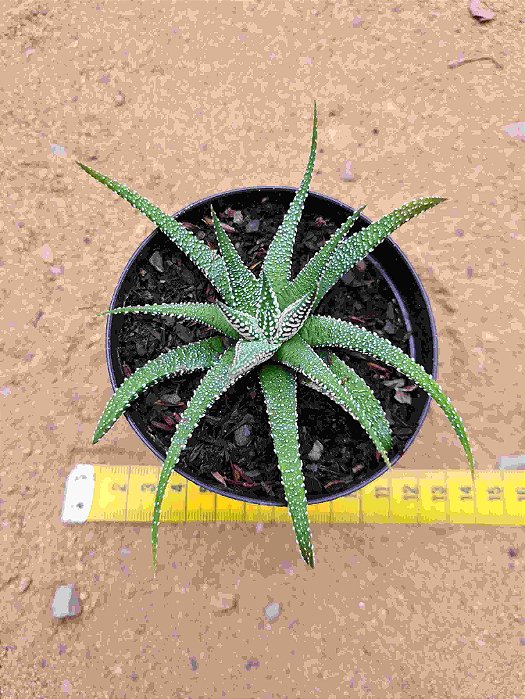 Haworthia snow white