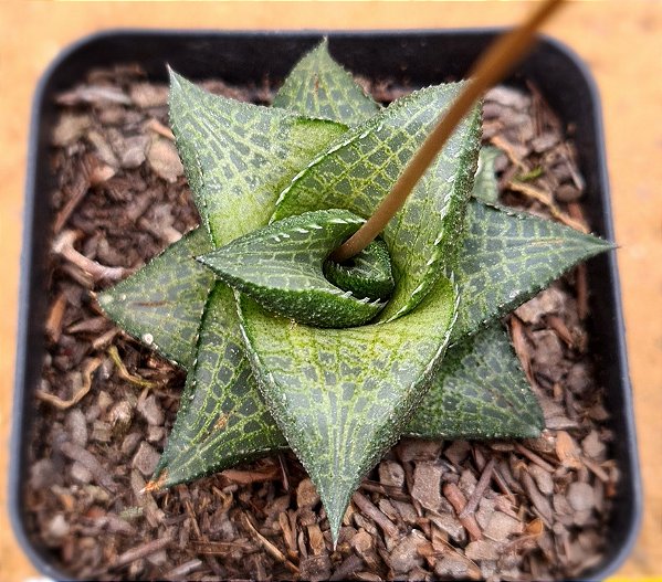 Haworthia venosa ssp tesselata