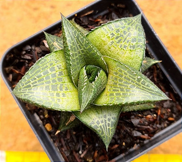 Haworthia venosa ssp tesselata