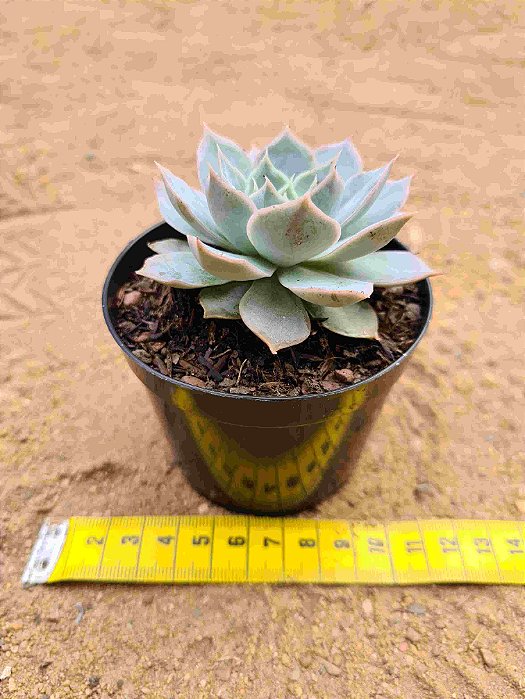 Echeveria Zonestraal
