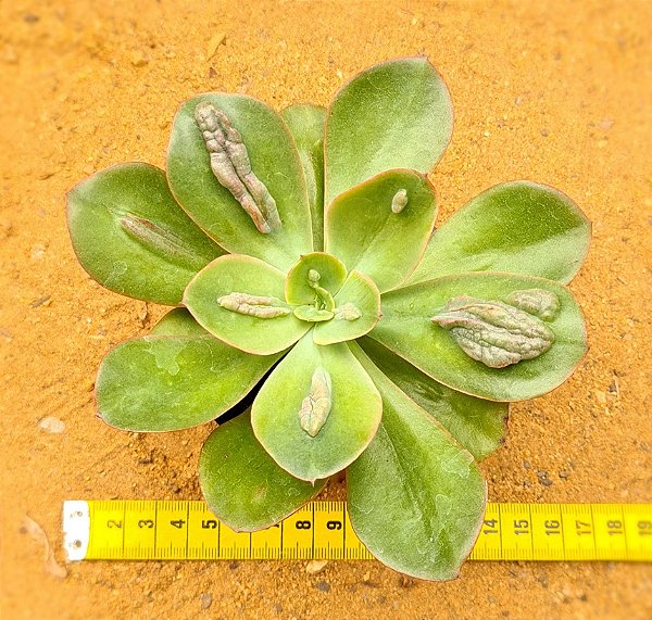 Echeveria Baron bold