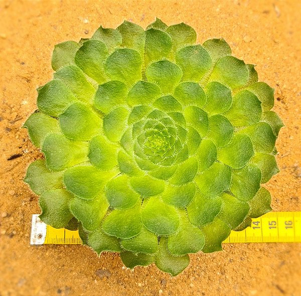 Aeonium Tabuliforme