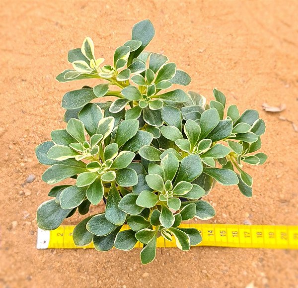 Aeonium Domesticum variegata