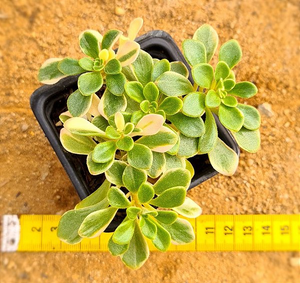 Aeonium Domesticum variegata