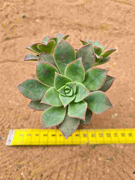 Aeonium Haworthii
