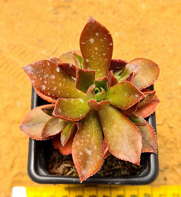 Aeonium leucoblepharum