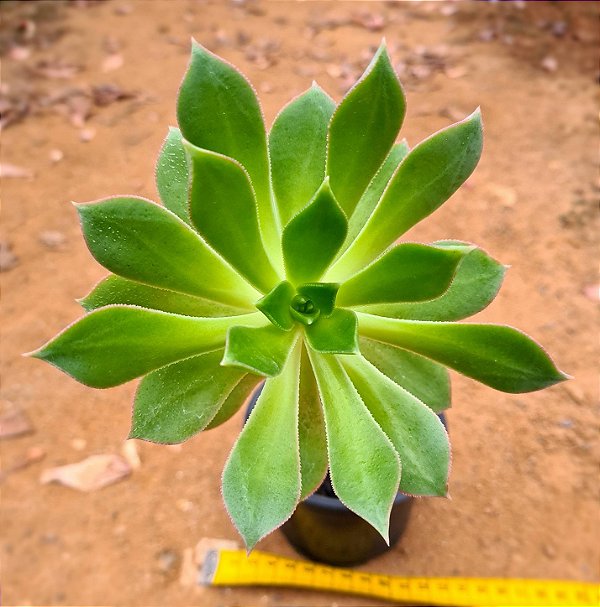 Aeonium Percarneum