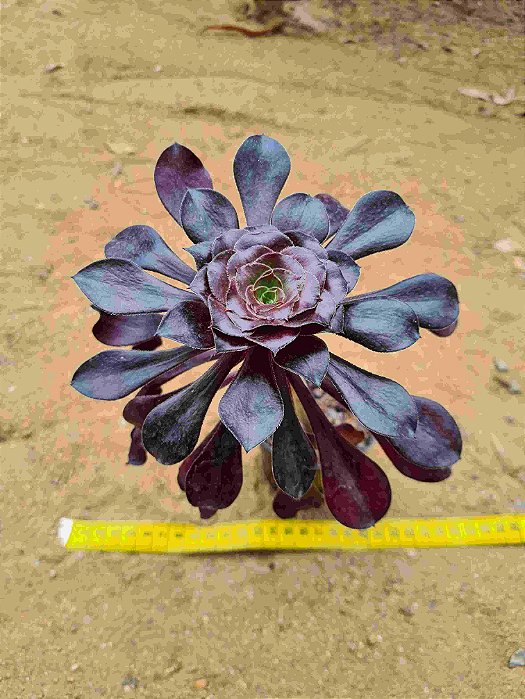 Aeonium Zwartkop