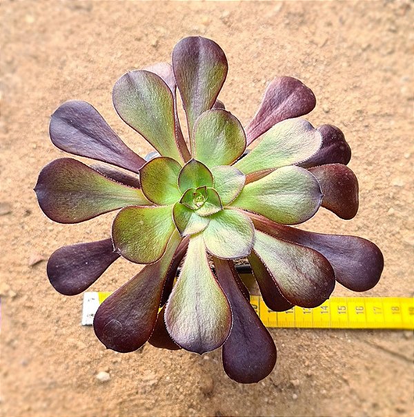 Aeonium Zwartkop