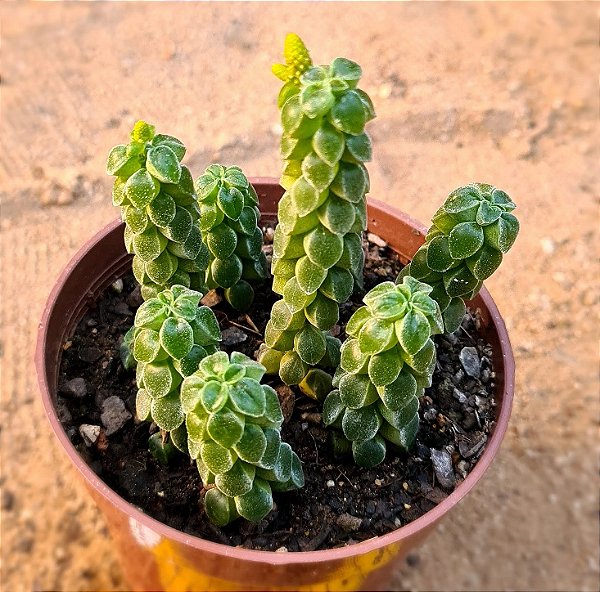 Peperomia Columella