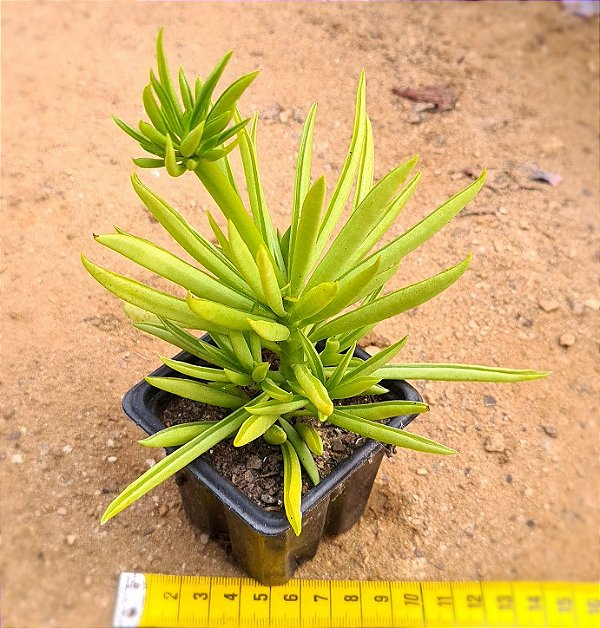 Peperomia Ferreraye