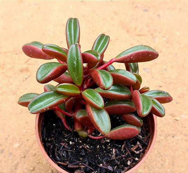 Peperomia Graveolens