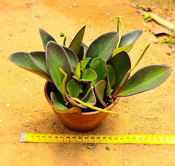 Peperomia obtusifolia - marron