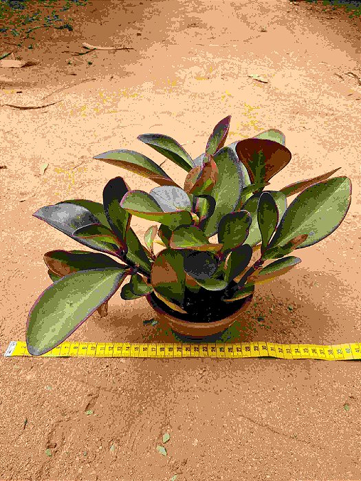 Peperomia obtusifolia - marron
