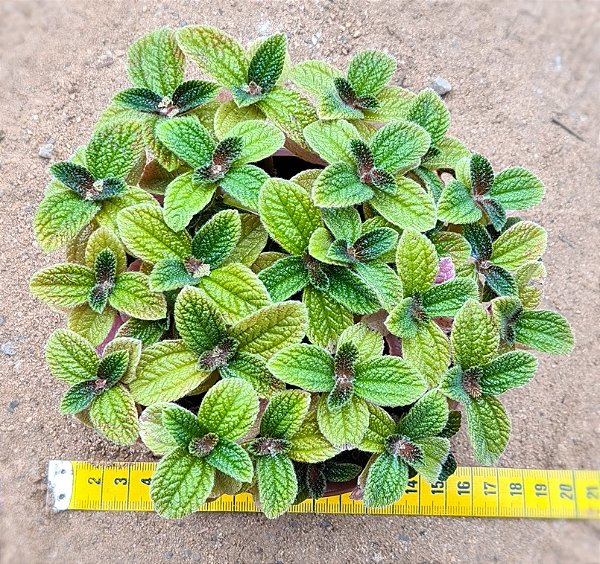 Pilea Involucrata Sims - planta da amizade