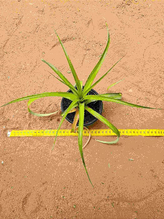 Bromelia - Mini abacaxi ornamental