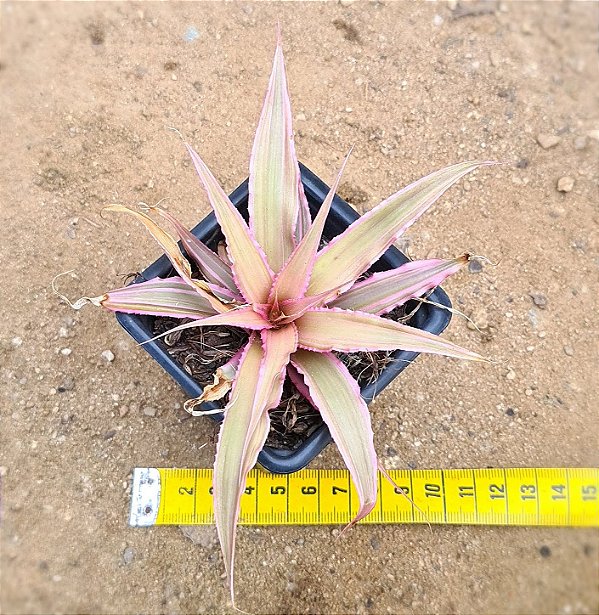 Bromelia Cryptanthus bivittatus - pink