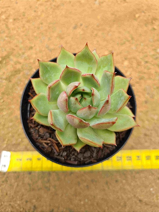 Echeveria Pink Dragon
