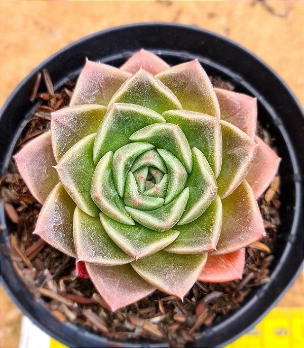 Echeveria Bubbaloo