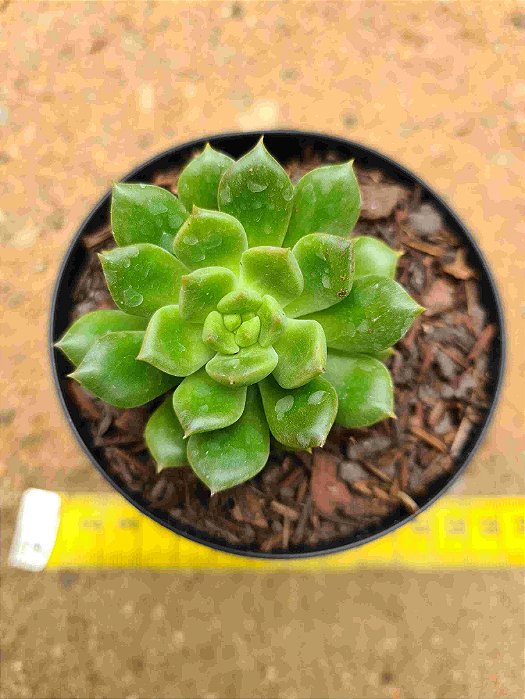 Echeveria Arigie
