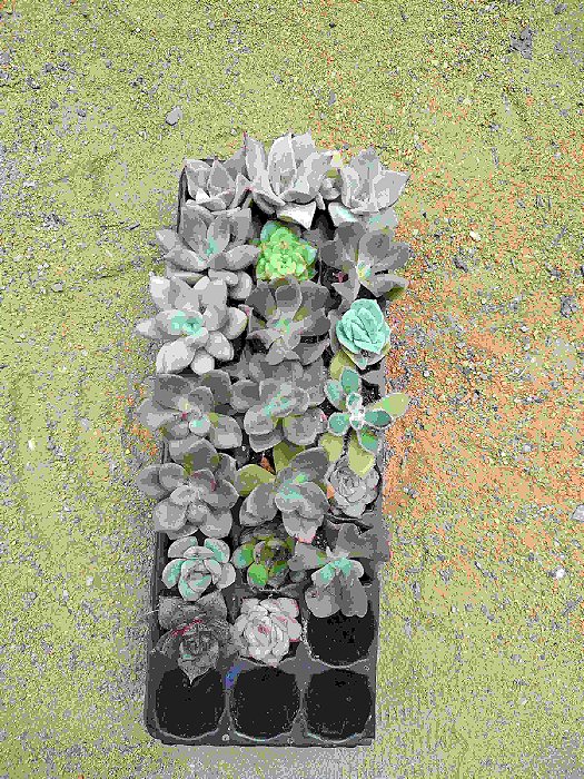 Kit de 20 plugs suculentas variadas