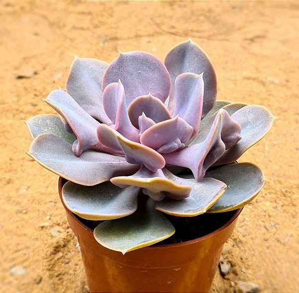 Echeveria trompette / valkyrie trumpet