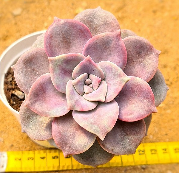 Graptoveria snow white