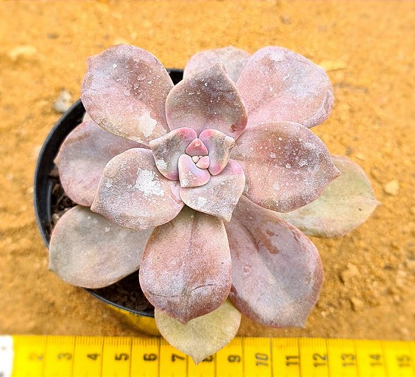 Graptoveria snow white
