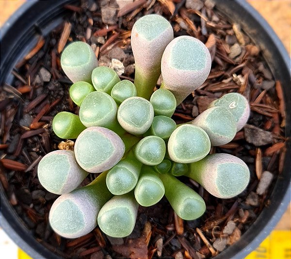 Fenestraria aurantiaca  - Dedinho de ET