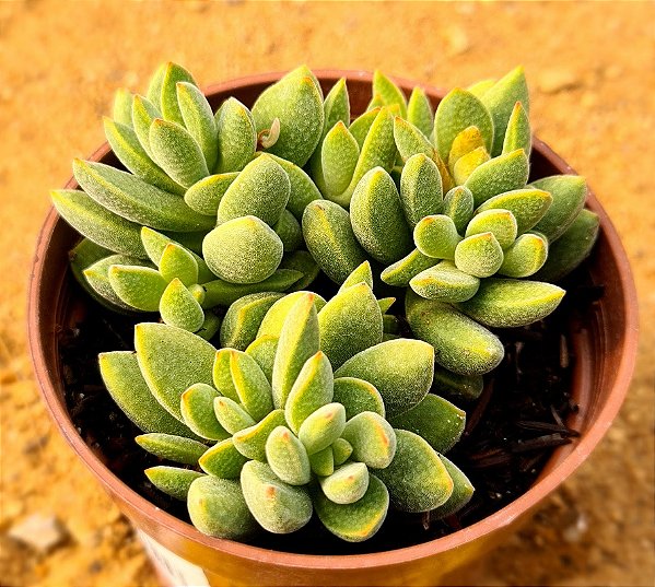 Crassula ausensis