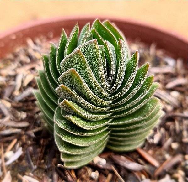 Crassula templo de Buda - Buddha's Temple