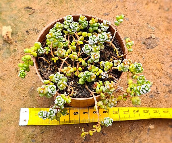 Crassula coralina