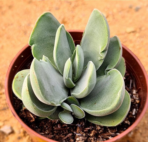 Crassula dubia