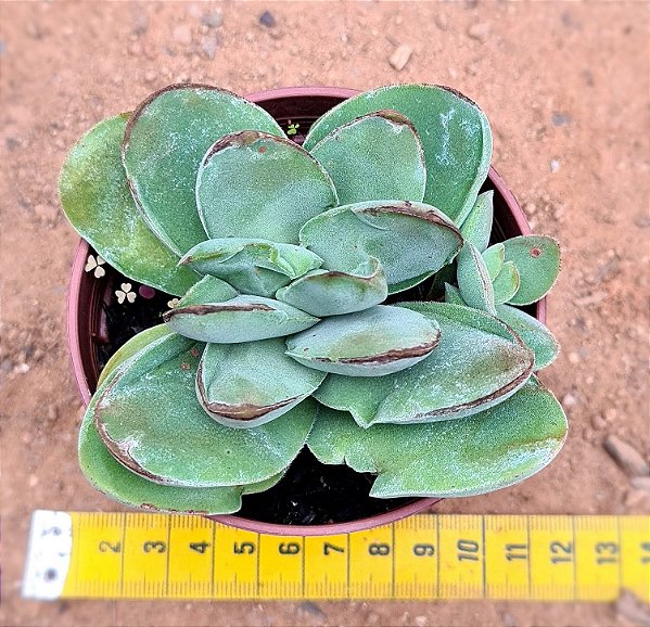 Crassula dubia