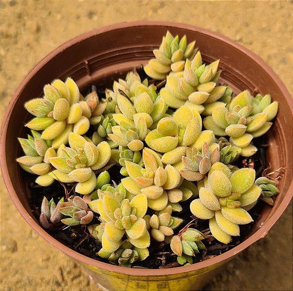 Crassula lanuginosa