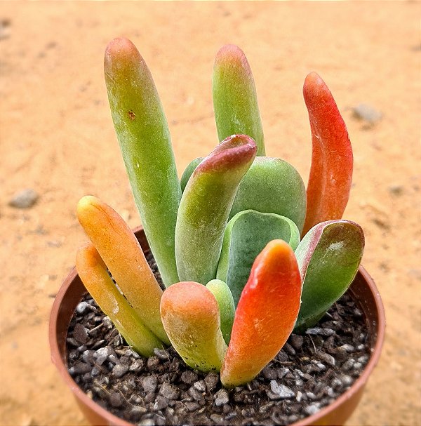 Kalanchoe luciae v oricula