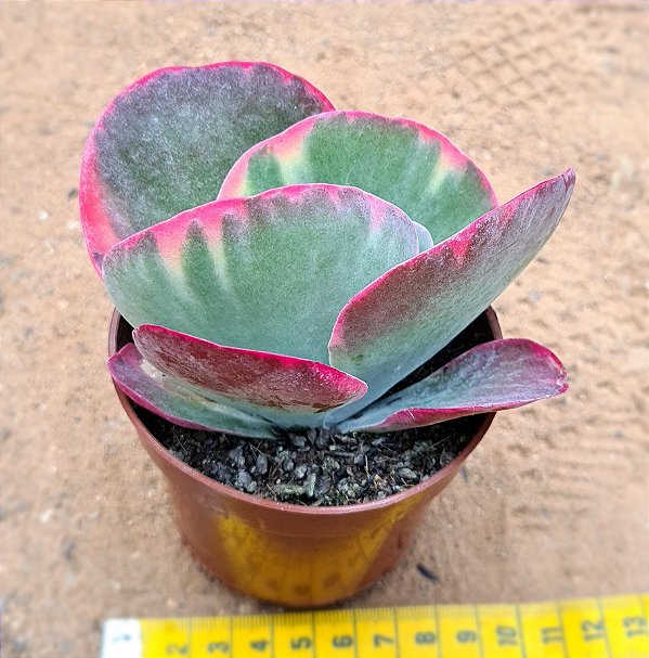 Kalanchoe fantastic