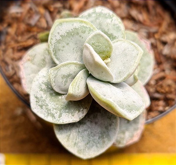 Adromischus leucophyllus