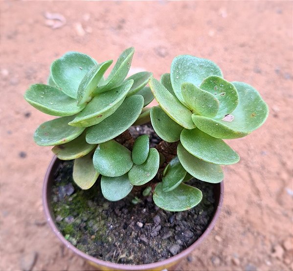 Portulaca molokiniensis