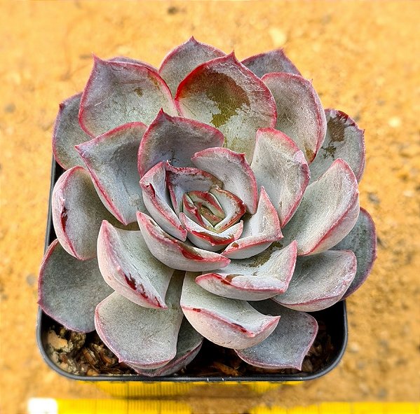 Echeveria dark ice