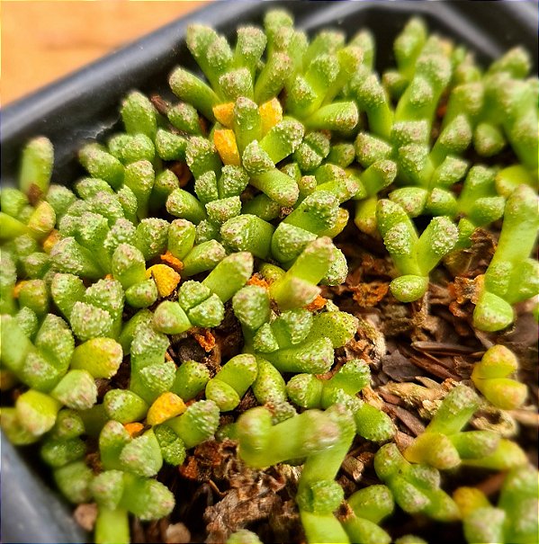 Neohenricia sibbetti
