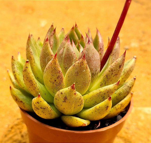 Echeveria black queen