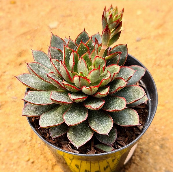 Echeveria agita rose