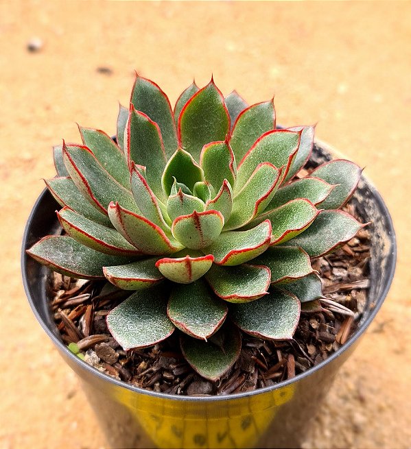 Echeveria agita rose