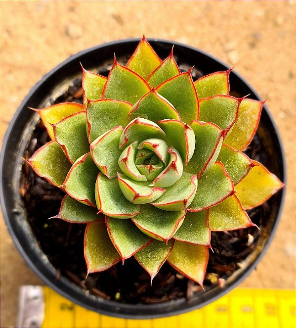 Echeveria agita rose