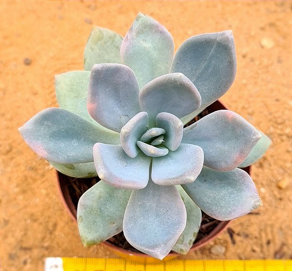 Graptoveria supreme