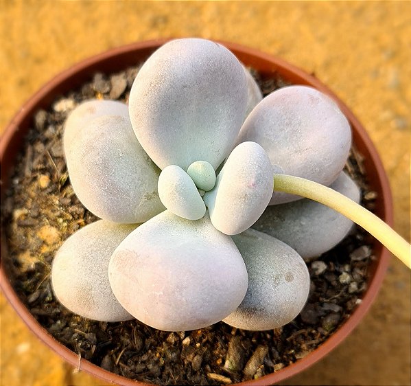 Pachyphytum oviferum - "Pedra-da-lua"