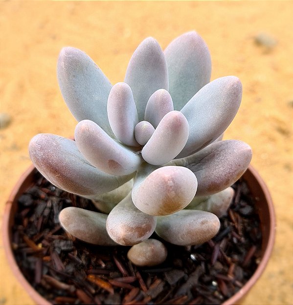 Pachyphytum rzedowskii