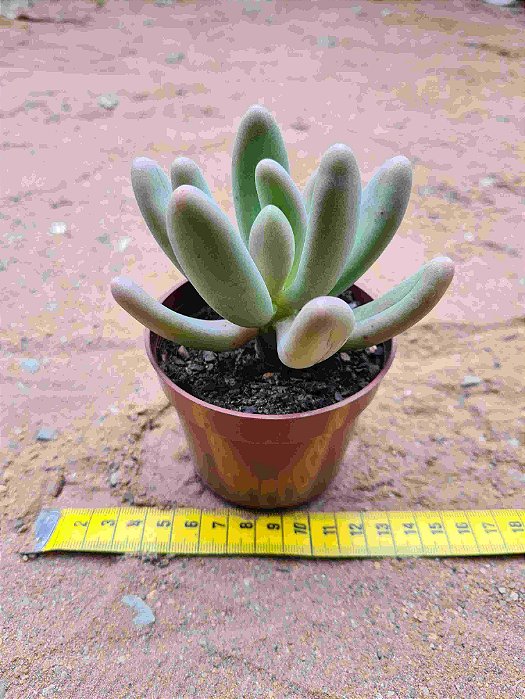 Pachyphytum fittkaui