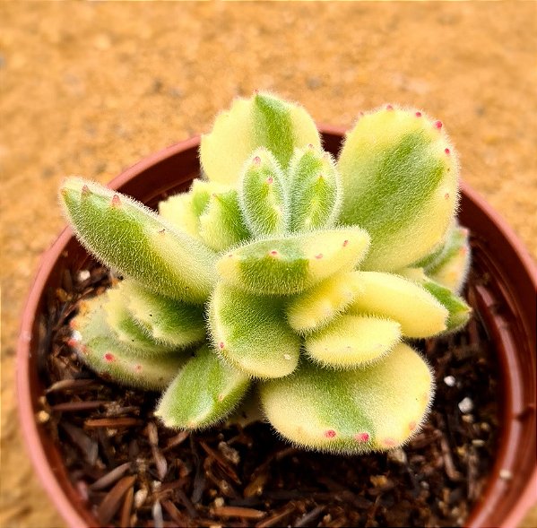 Cotyledon tomentosa variegata - "Pata-de-urso variegata"